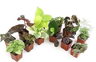 Altman Plants Live Houseplants (12PK), Indoor Plants for Delivery Prime,...