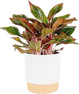 Costa Farms Chinese Evergreen Live Plant in Decorative Pot, Easy to Main...