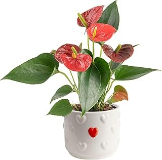 Costa Farms Live Anthurium Indoor Houseplant, Flamingo Flower with Heart...
