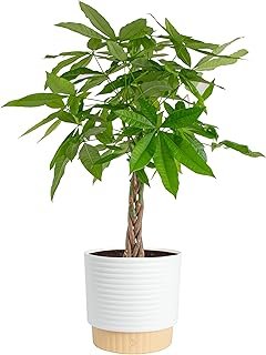 Costa Farms Live Money Tree (Pachira Aquatica), 3-4 Feet Tall, Large Ind...