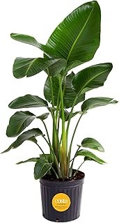 Costa Farms Live White Bird of Paradise Plant, Large 2-3 Foot Tall Indoo...