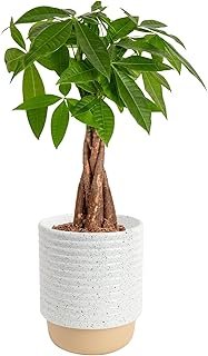 Costa Farms Money Tree (Pachira Aquatica) Live Indoor Bonsai-Style Plant...