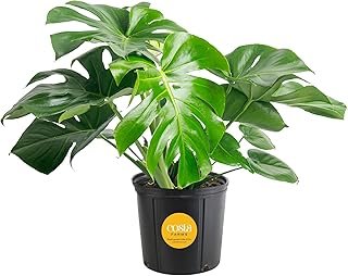 Costa Farms Monstera, Swiss Cheese Live Plant in Plastic Pot, Large Indo...