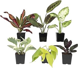 Easy to Grow Houseplants (Pack of 6), Live House Plants in Containers, G...